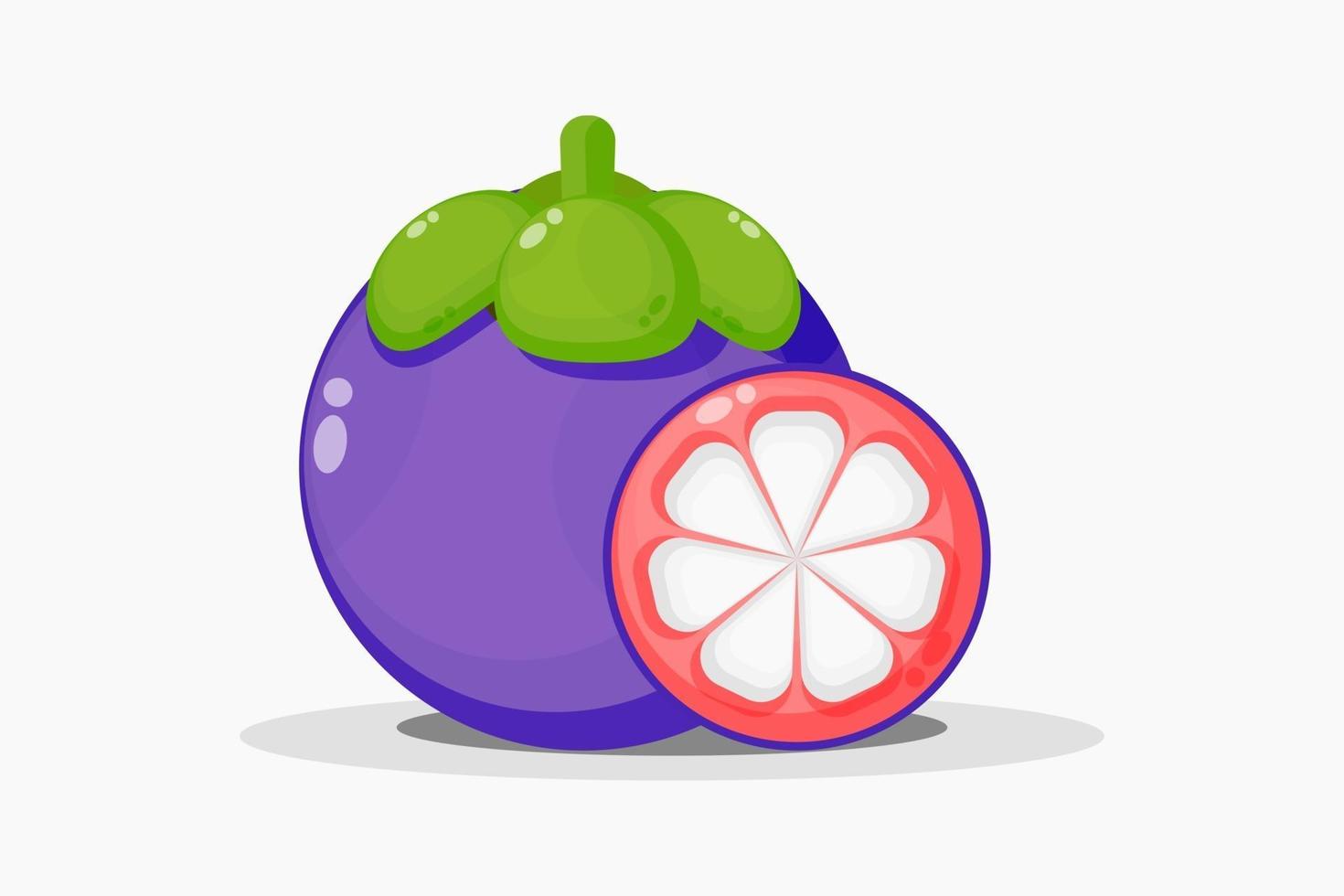 Mangosteen and mangosteen fruit slices vector