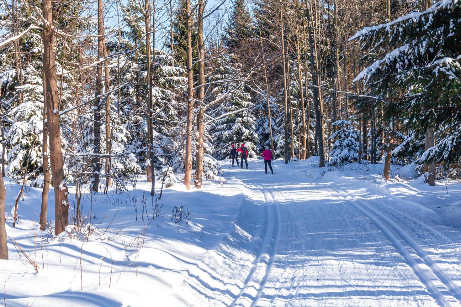 Cross-country skiing in the woods in the snow in winter photo