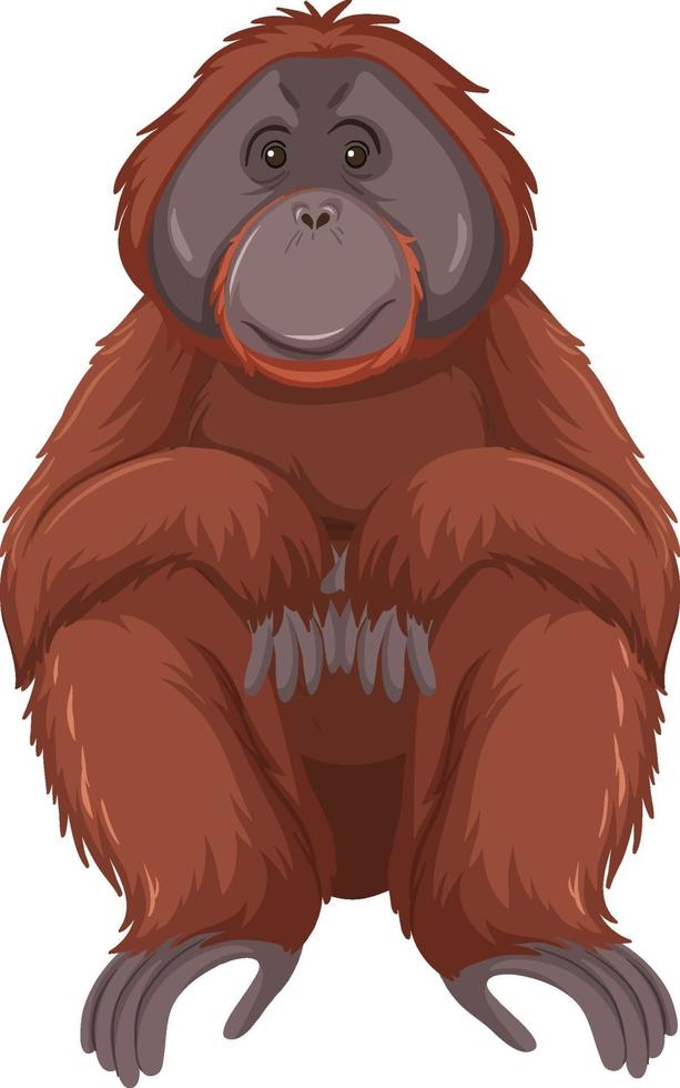 Animal salvaje orangután sobre fondo blanco. vector