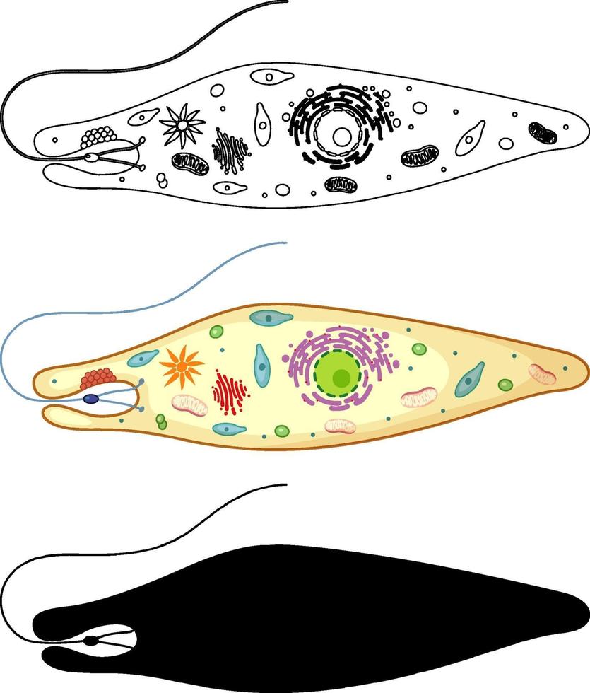 Euglena en color y doodle sobre fondo blanco. vector