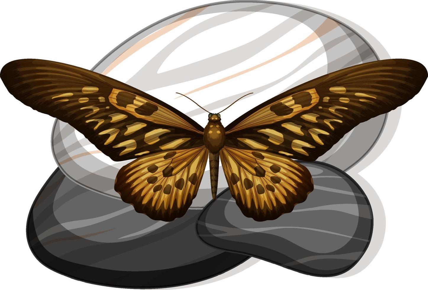 Top view of butterfly on a stone on white background vector