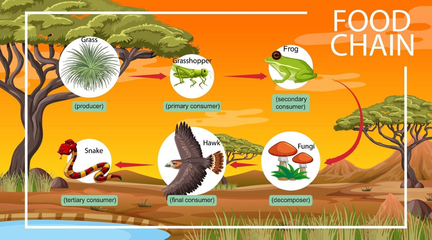 concepto de diagrama de la cadena alimentaria en el fondo del bosque vector