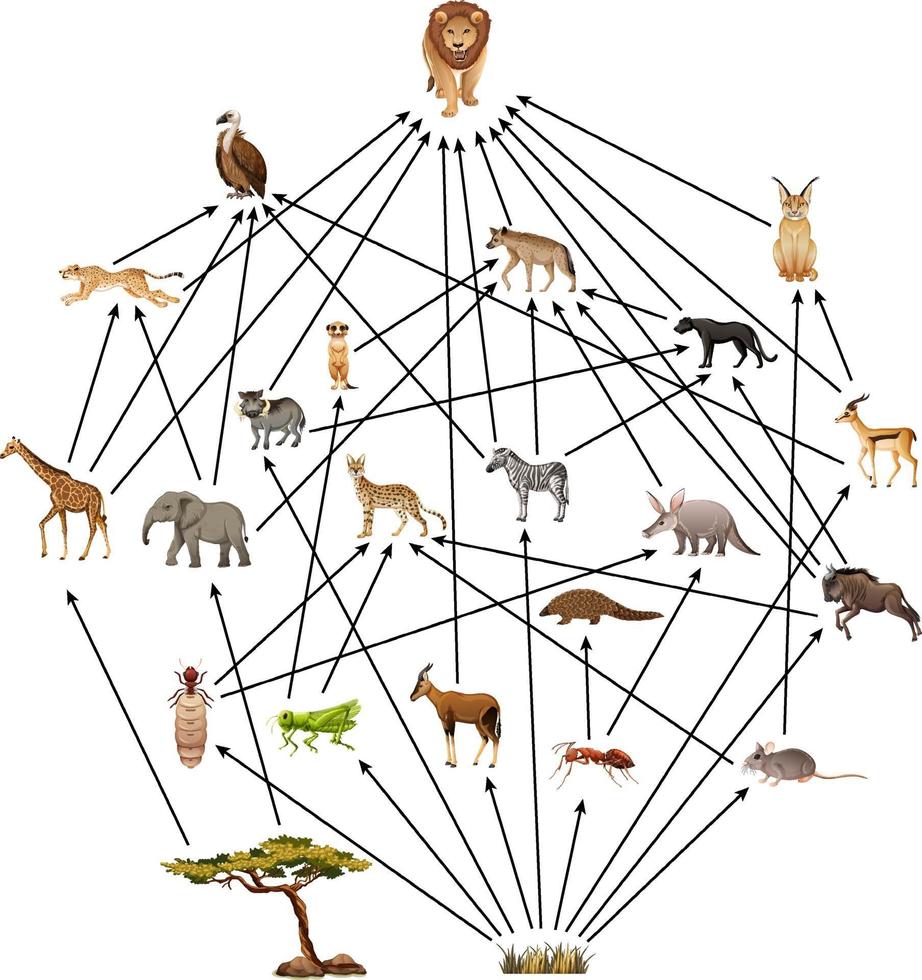 African animal food web on white background vector