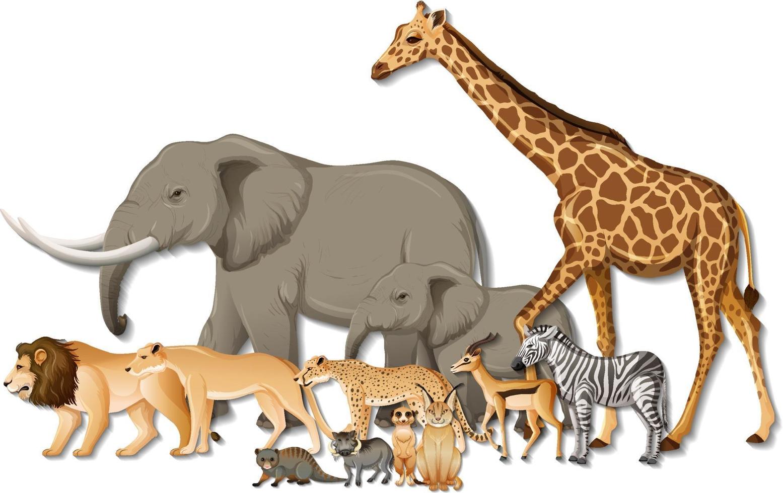 Group of wild African animals on white background vector