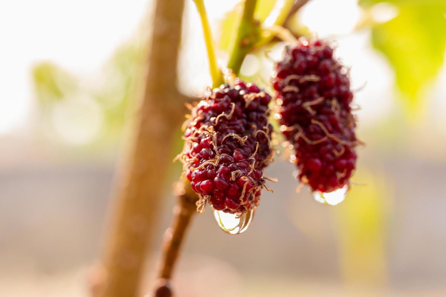 Morera fresca, moras negras maduras y rojas inmaduras colgando de una rama foto