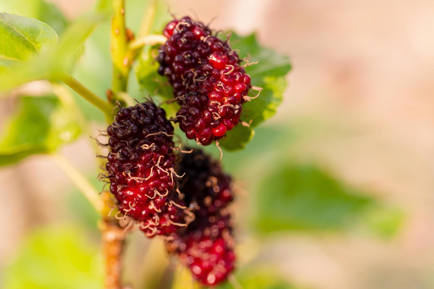 Fresh mulberry, black ripe and red unripe mulberries hanging on a branch photo