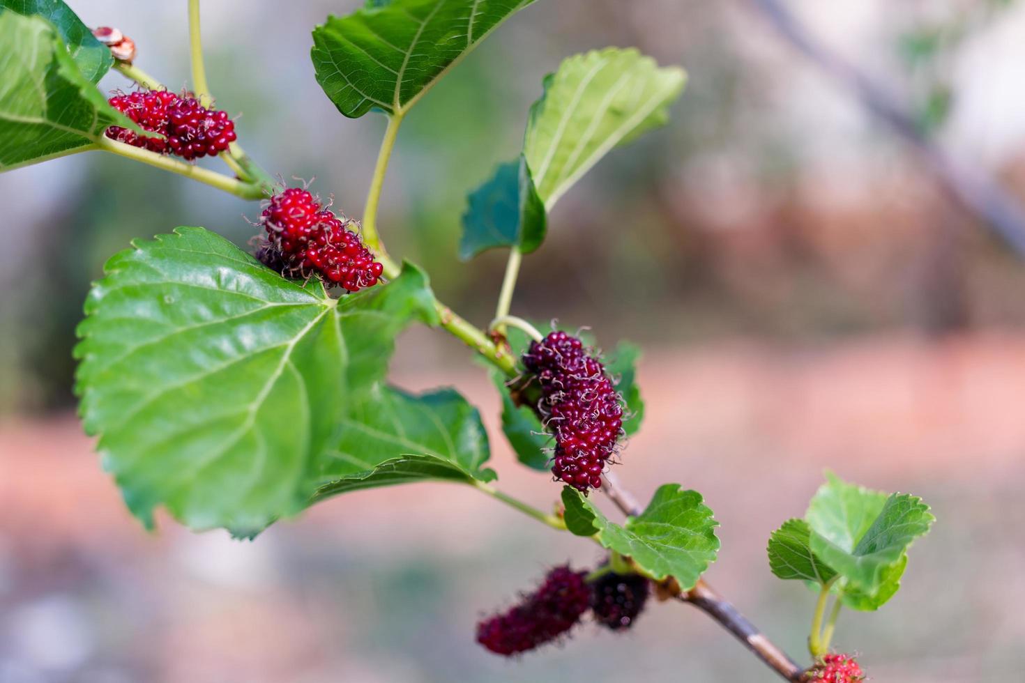 Fresh mulberry, black ripe and red unripe mulberries hanging on a branch photo