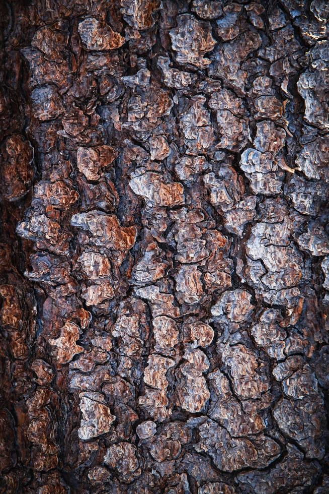 textura de corteza de árbol de abeto foto