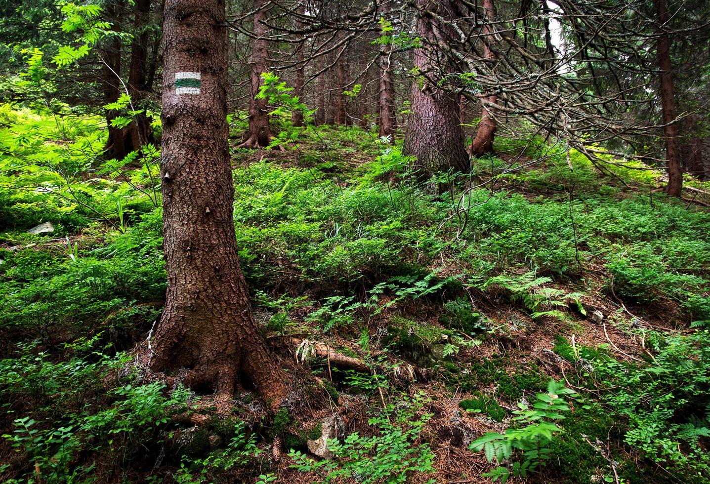 Hiking path sign on tree photo