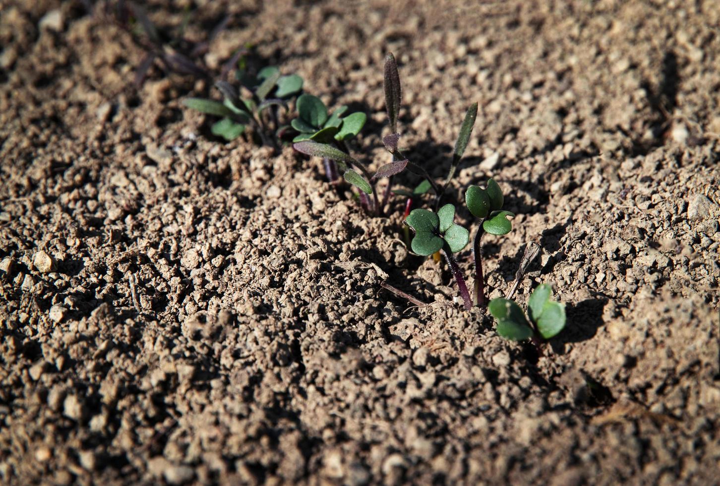 Small shoots of plants in the garden photo