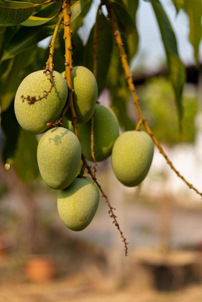 Mangos verdes silvestres crudos colgando de una rama foto