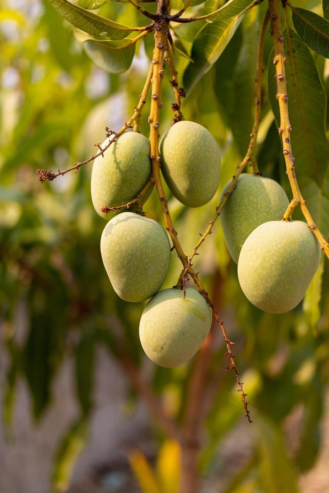 Mangos verdes silvestres crudos colgando de una rama foto