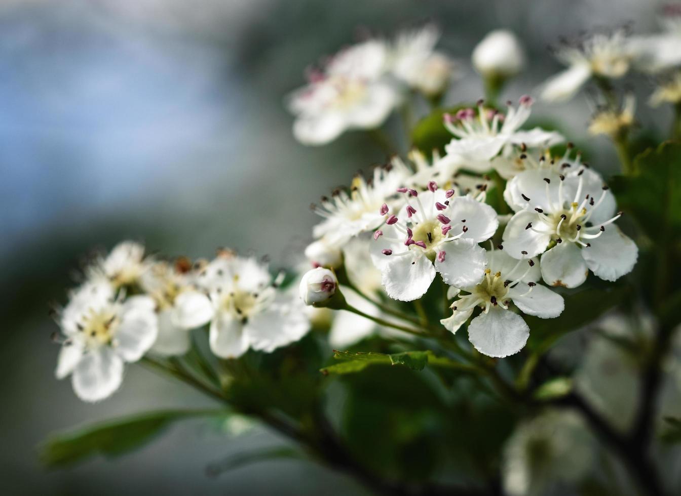 flores de espino blanco foto