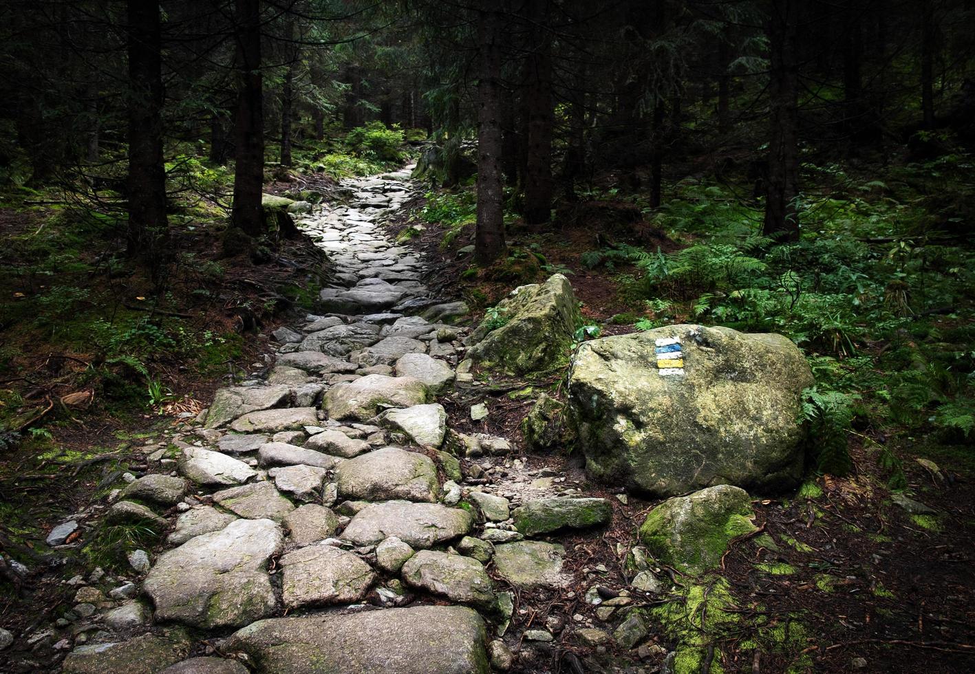 Stone walkway in dense forest photo