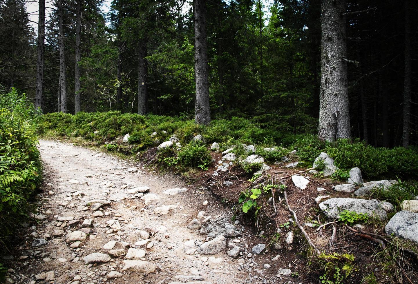 Walking path in a spruce forest photo