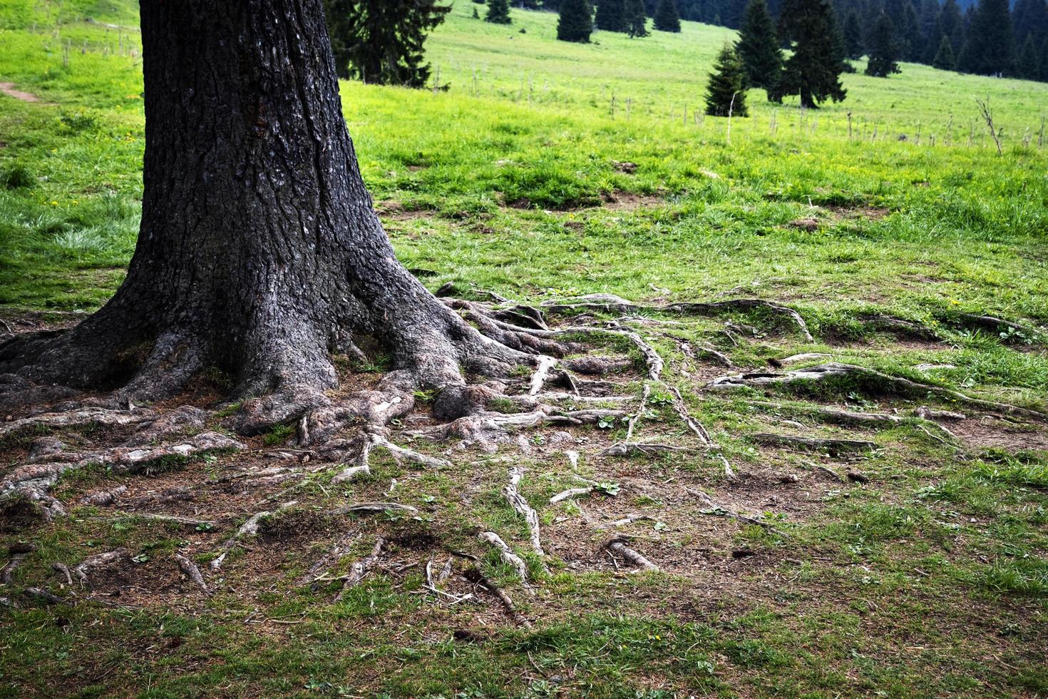 Tree roots in green grass photo