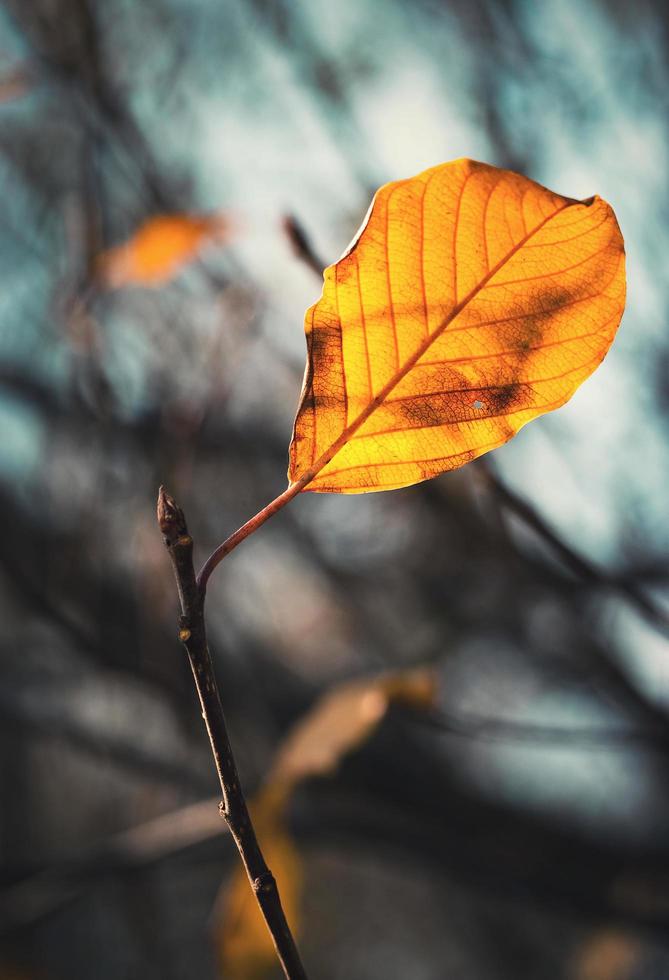 Yellow leaf against the sky photo