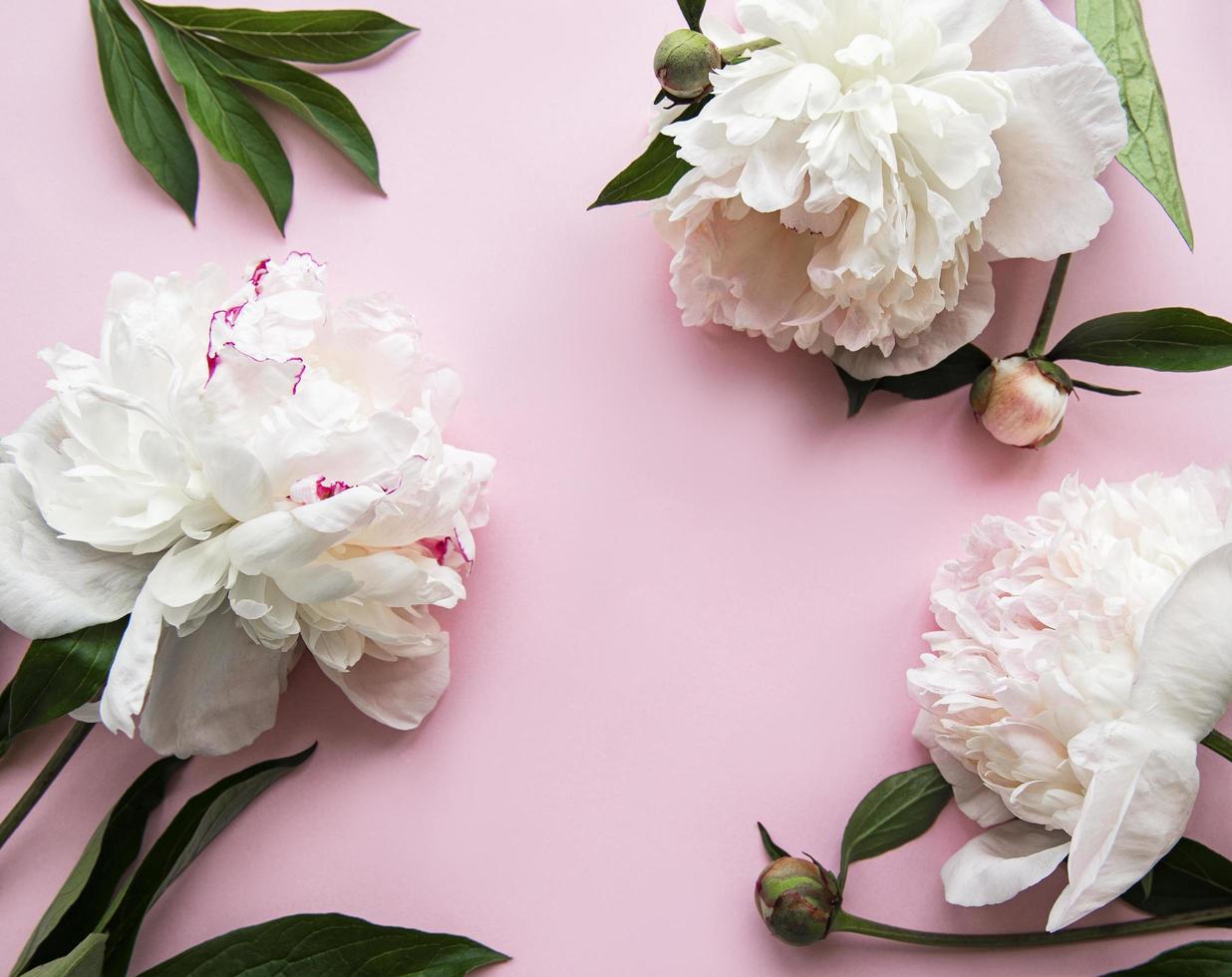 flores de peonía sobre un fondo rosa pastel foto