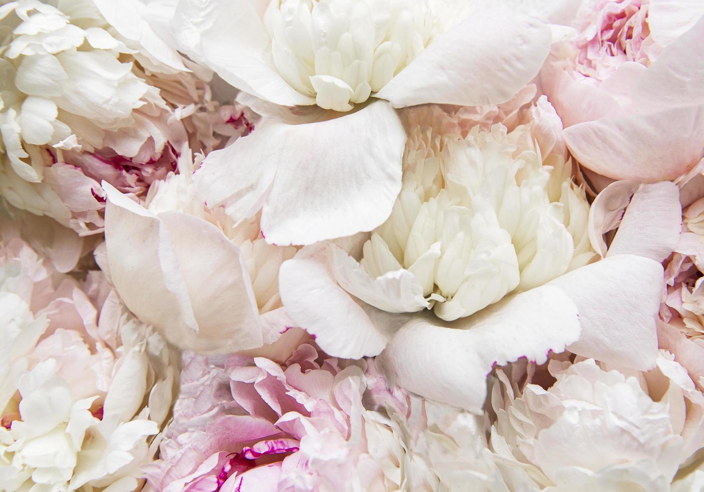 Peony flowers as a natural background photo