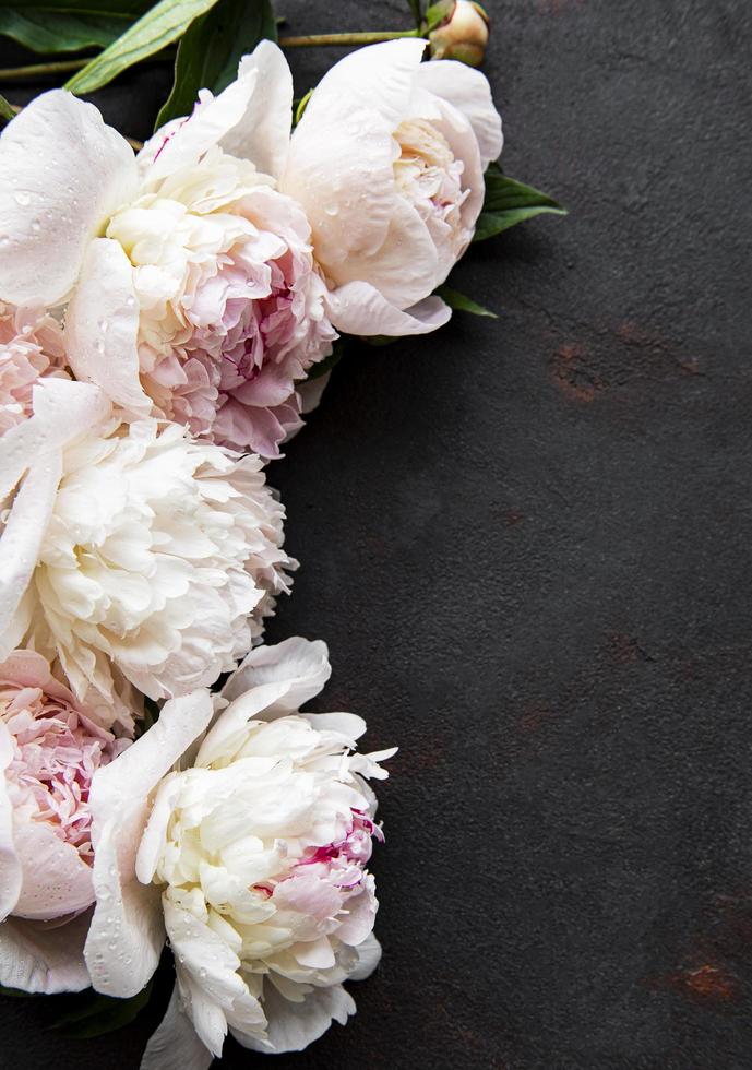 Peony flowers on a black concrete background photo