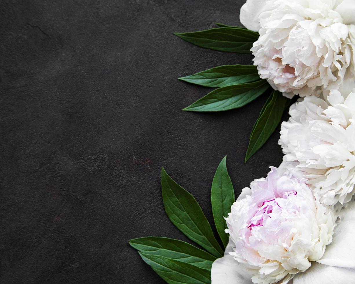 Peony flowers on a black background photo