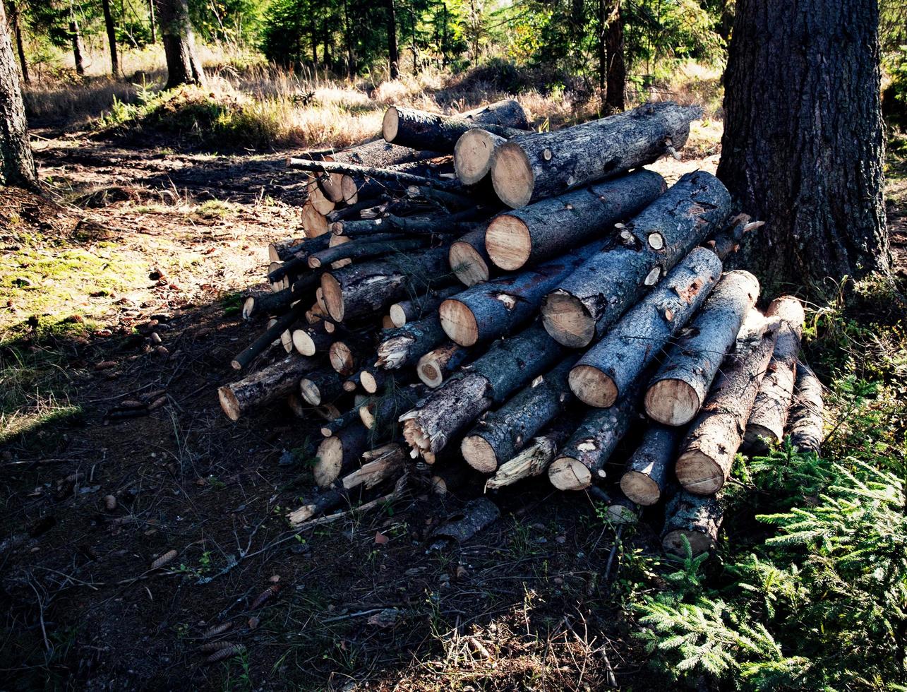 Pile of wood photo