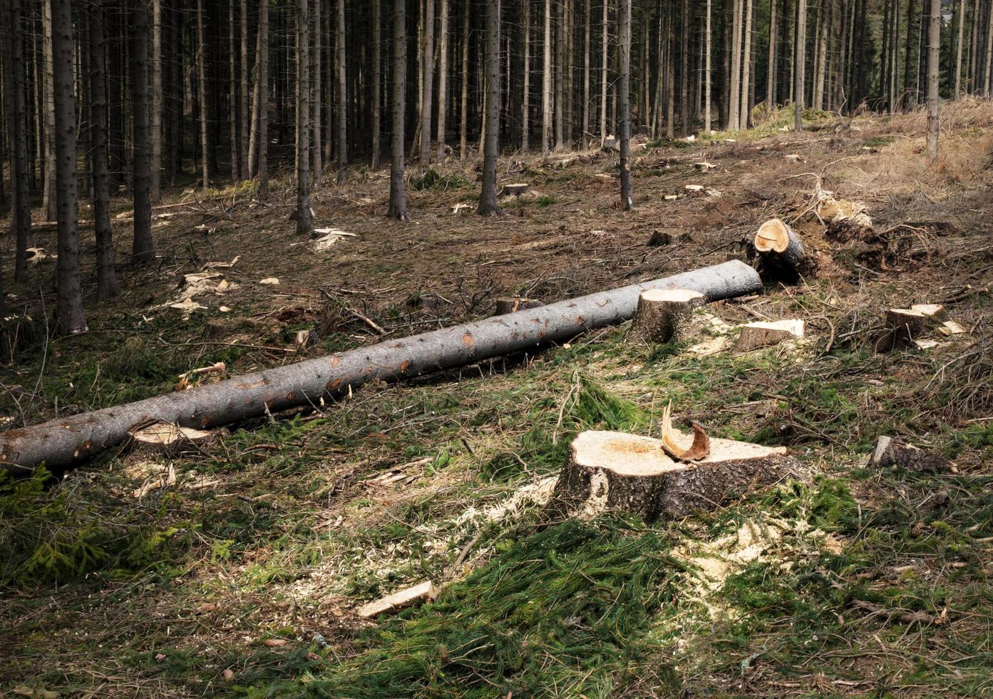 Fallen spruce tree photo