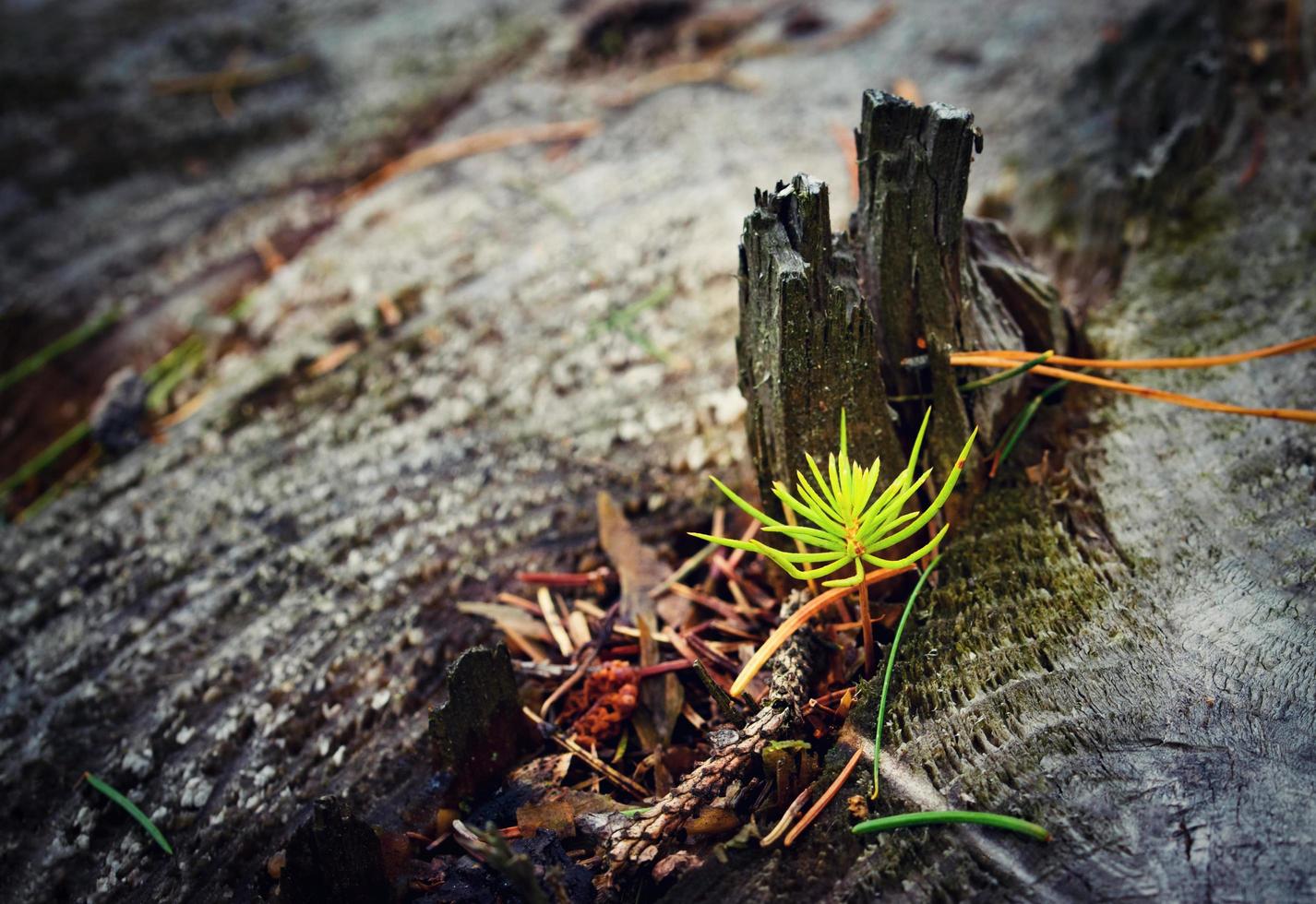 pequeño abeto que crece en un viejo tocón de árbol foto