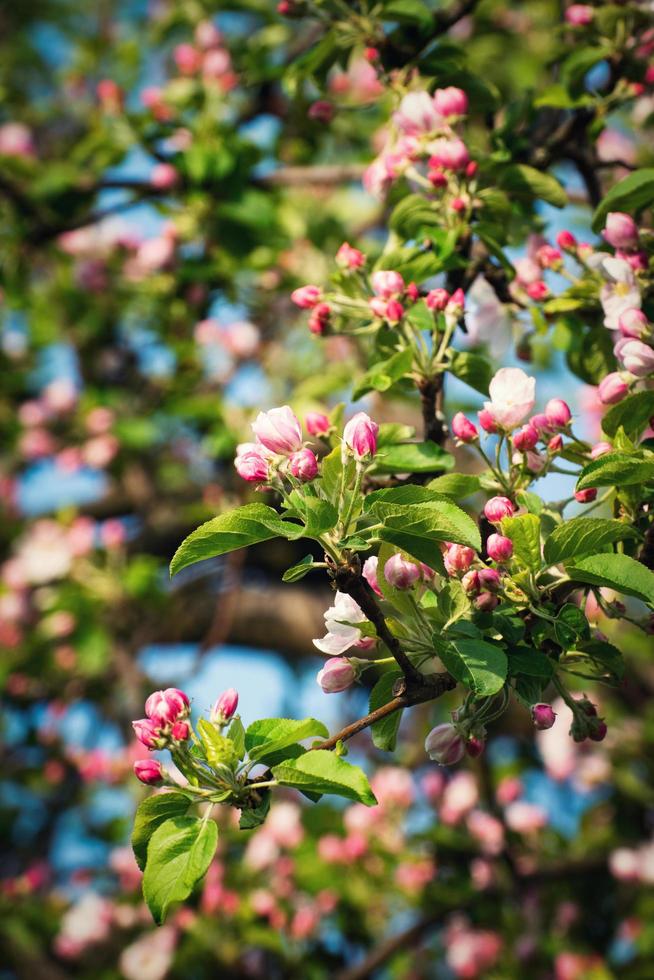 flores de manzana de primavera foto