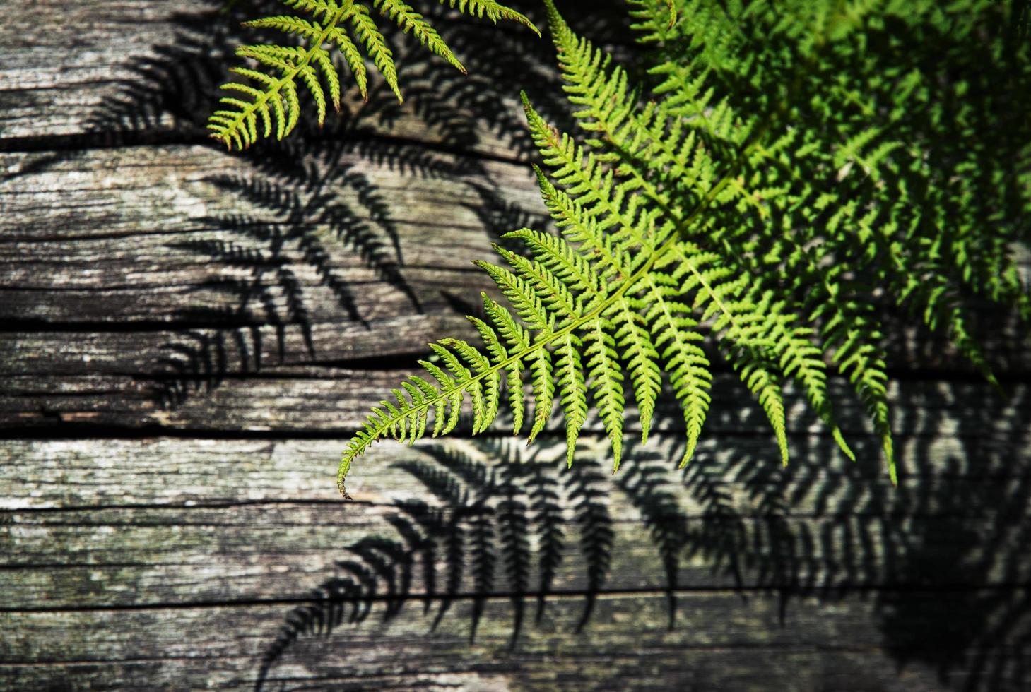 Shade of green ferns on wood photo