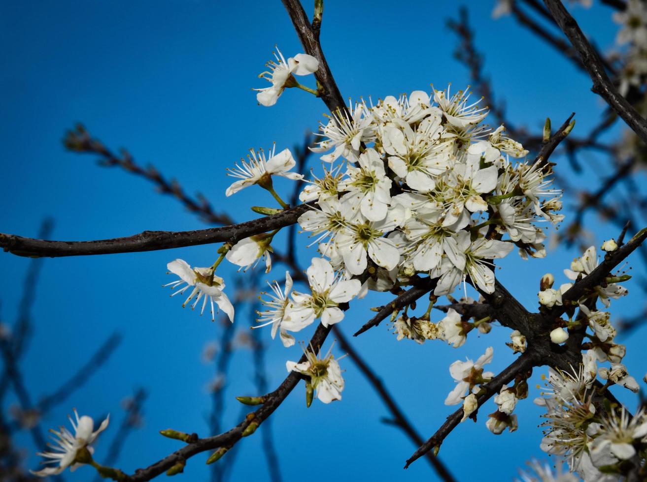 White spring flowers on a tree branch photo