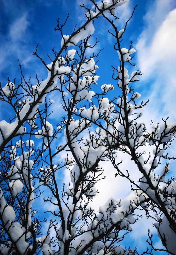 Snowy branches against a blue sky photo