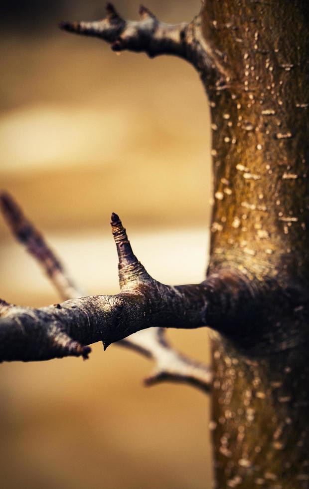 Close-up of thorns on a branch photo