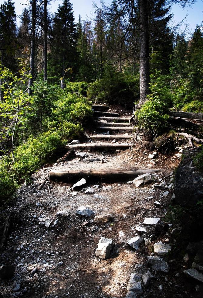 Pasarela de piedra de escalera en el bosque foto