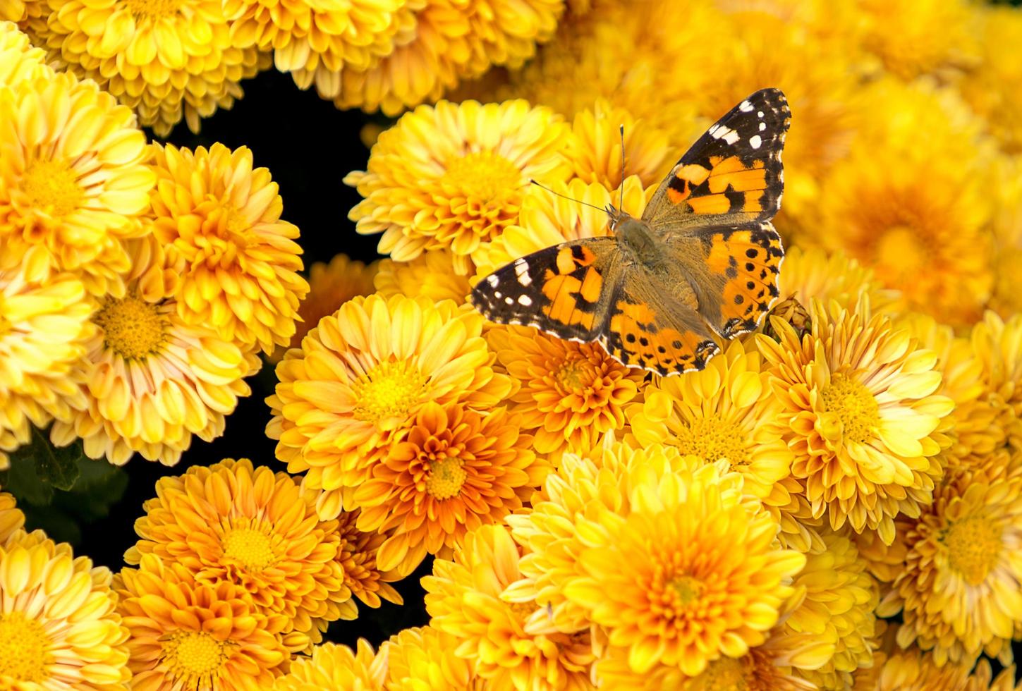 Mariposa amarilla y naranja entre crisantemos amarillos foto