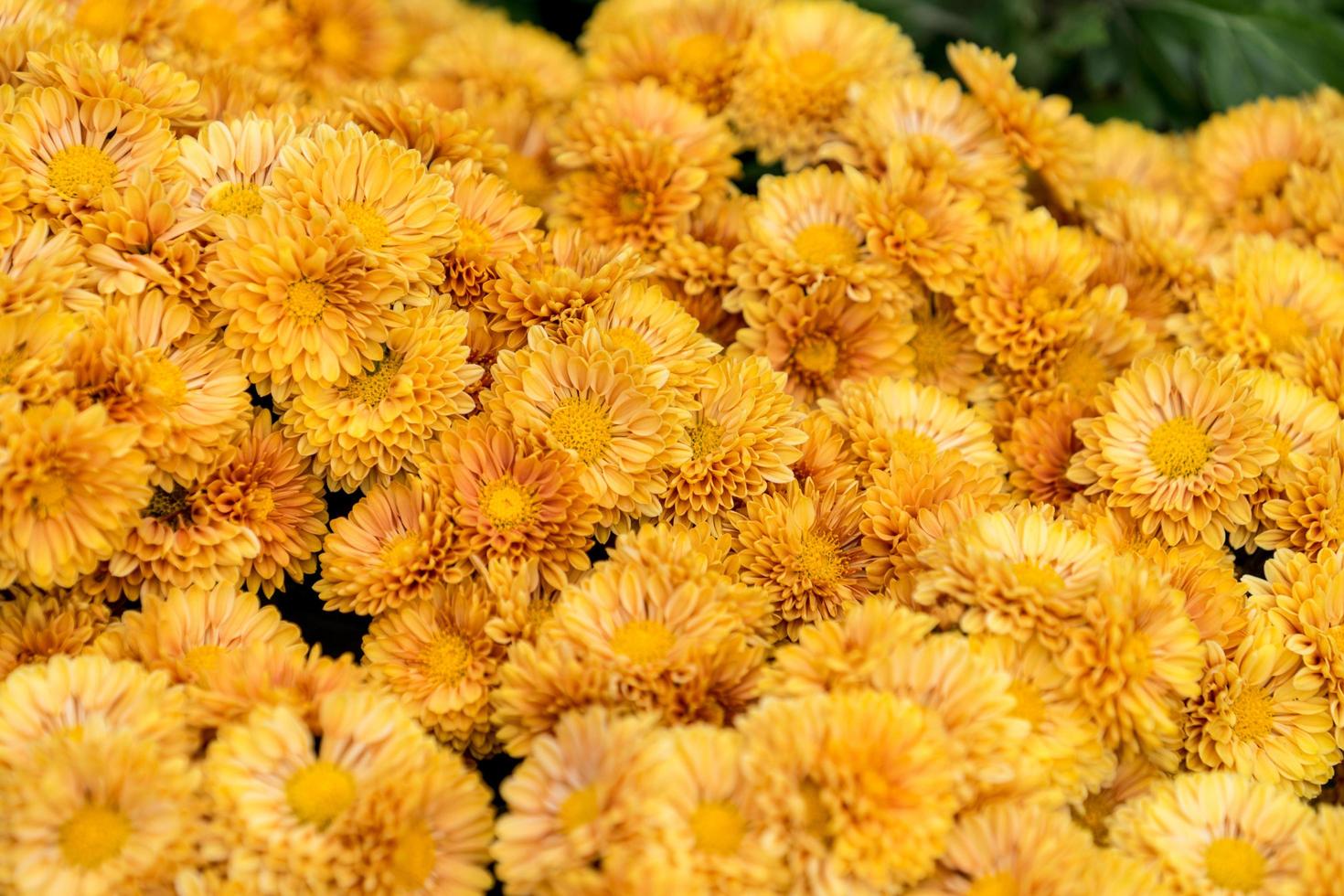 grupo de crisantemos amarillos foto