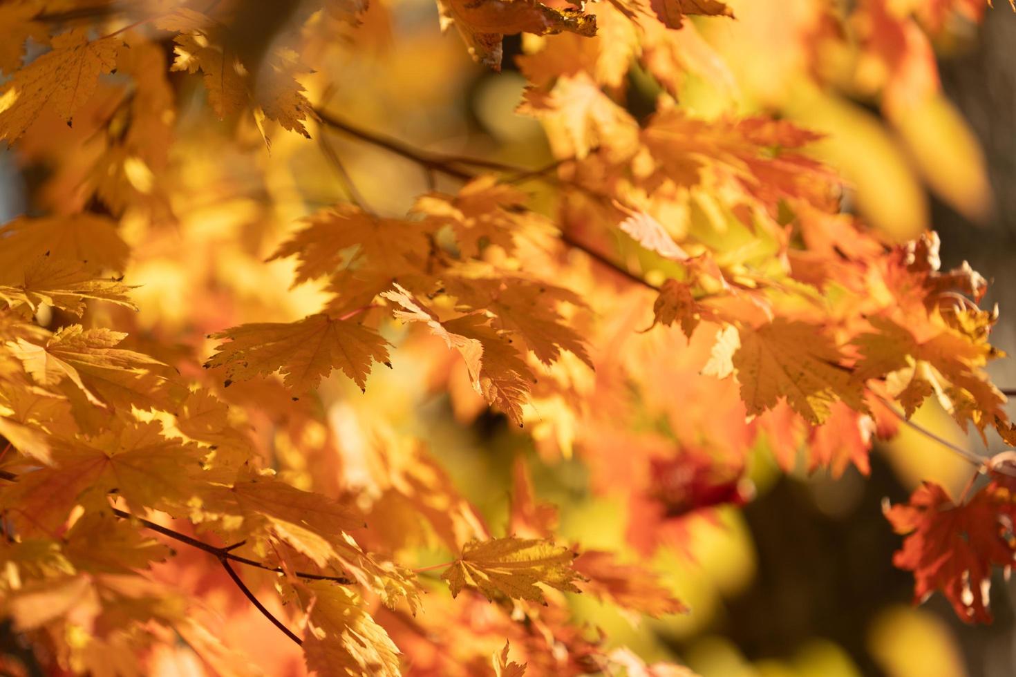 Red and orange leaves on a branch for background or wallpaper photo