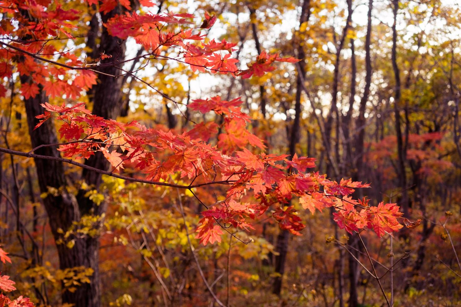 hojas de arce rojo en un árbol en un bosque foto