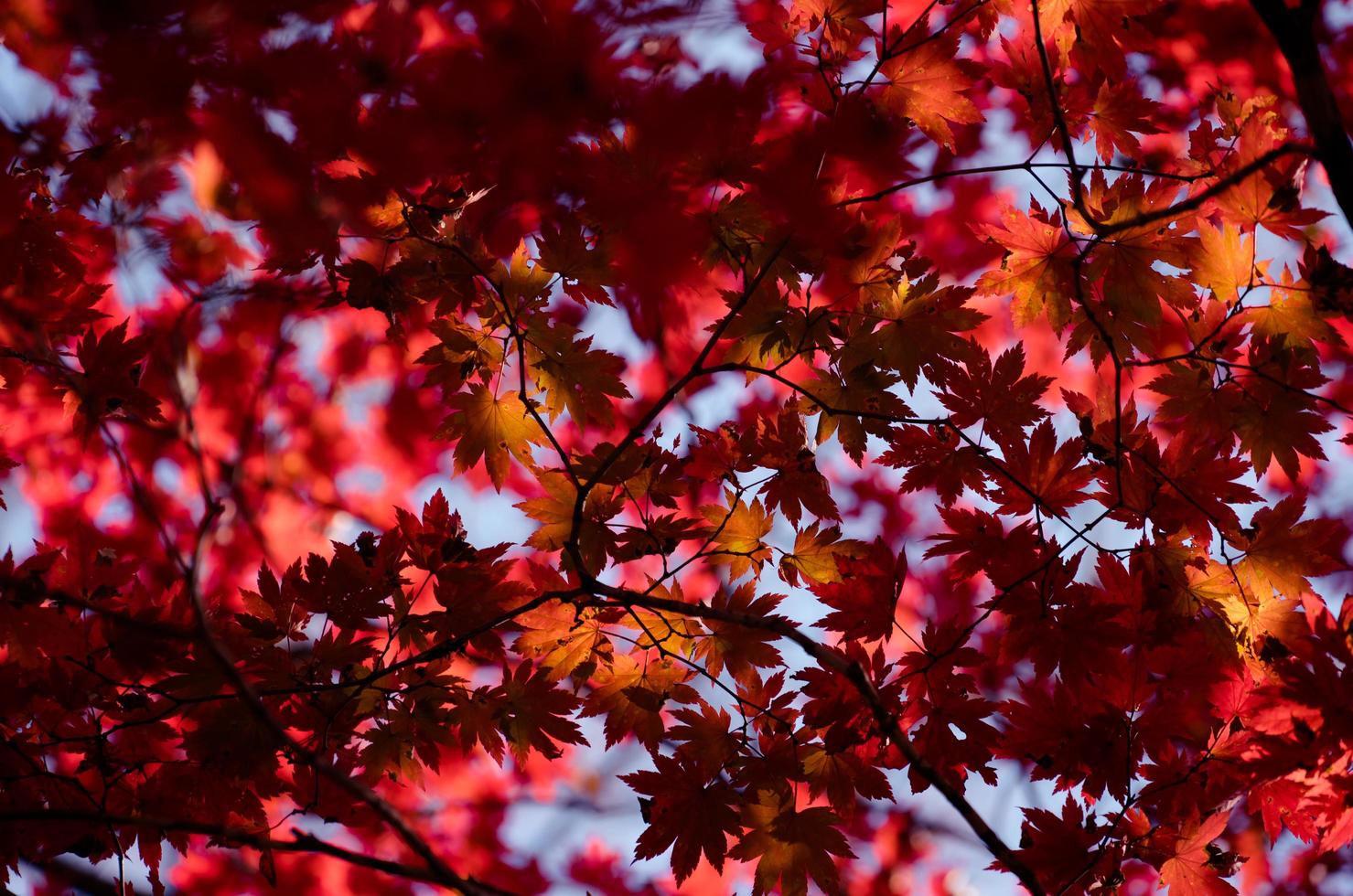 Red maple leaves on a tree in a forest photo