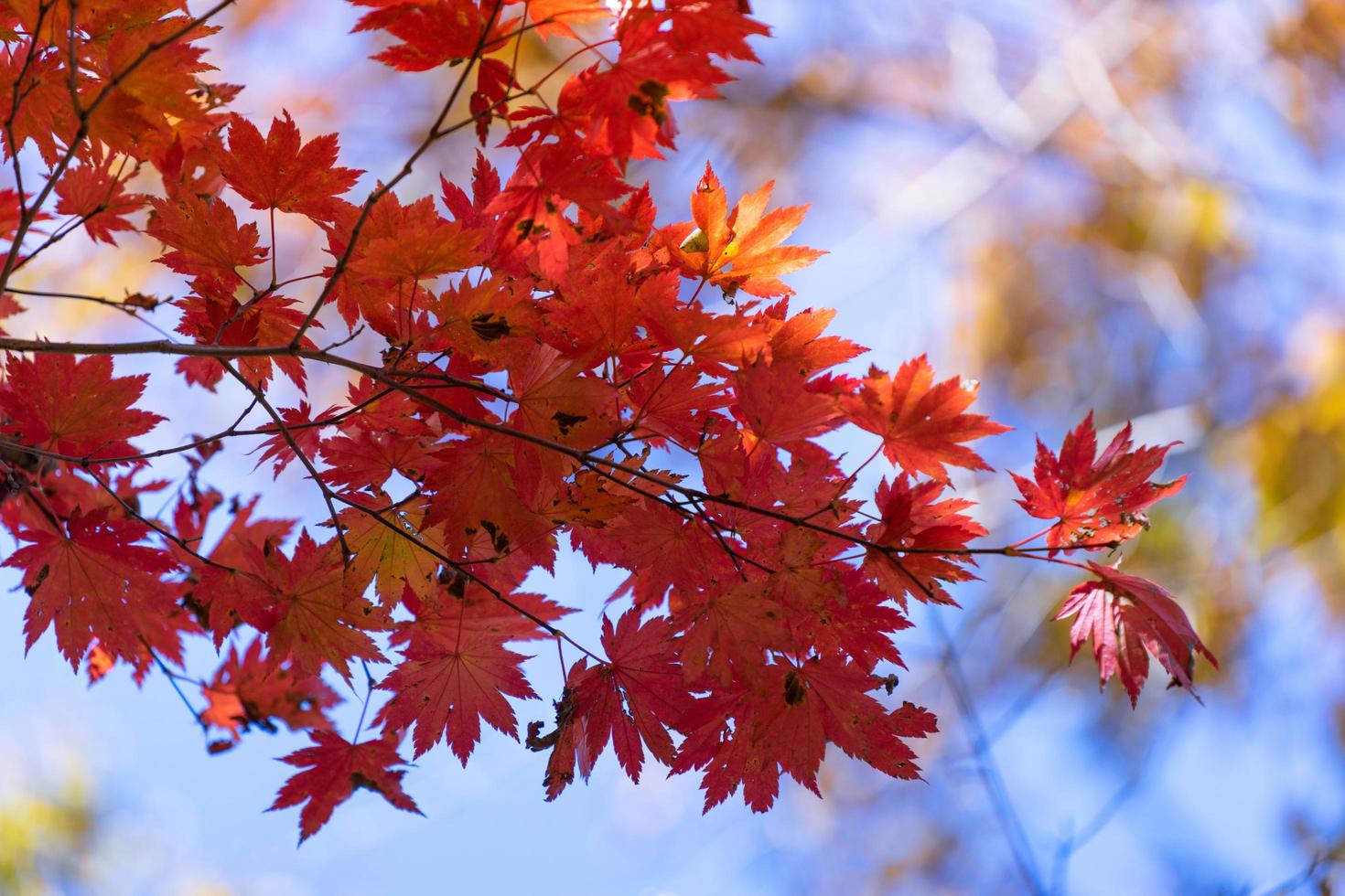 hojas de arce rojo en un árbol en un bosque foto