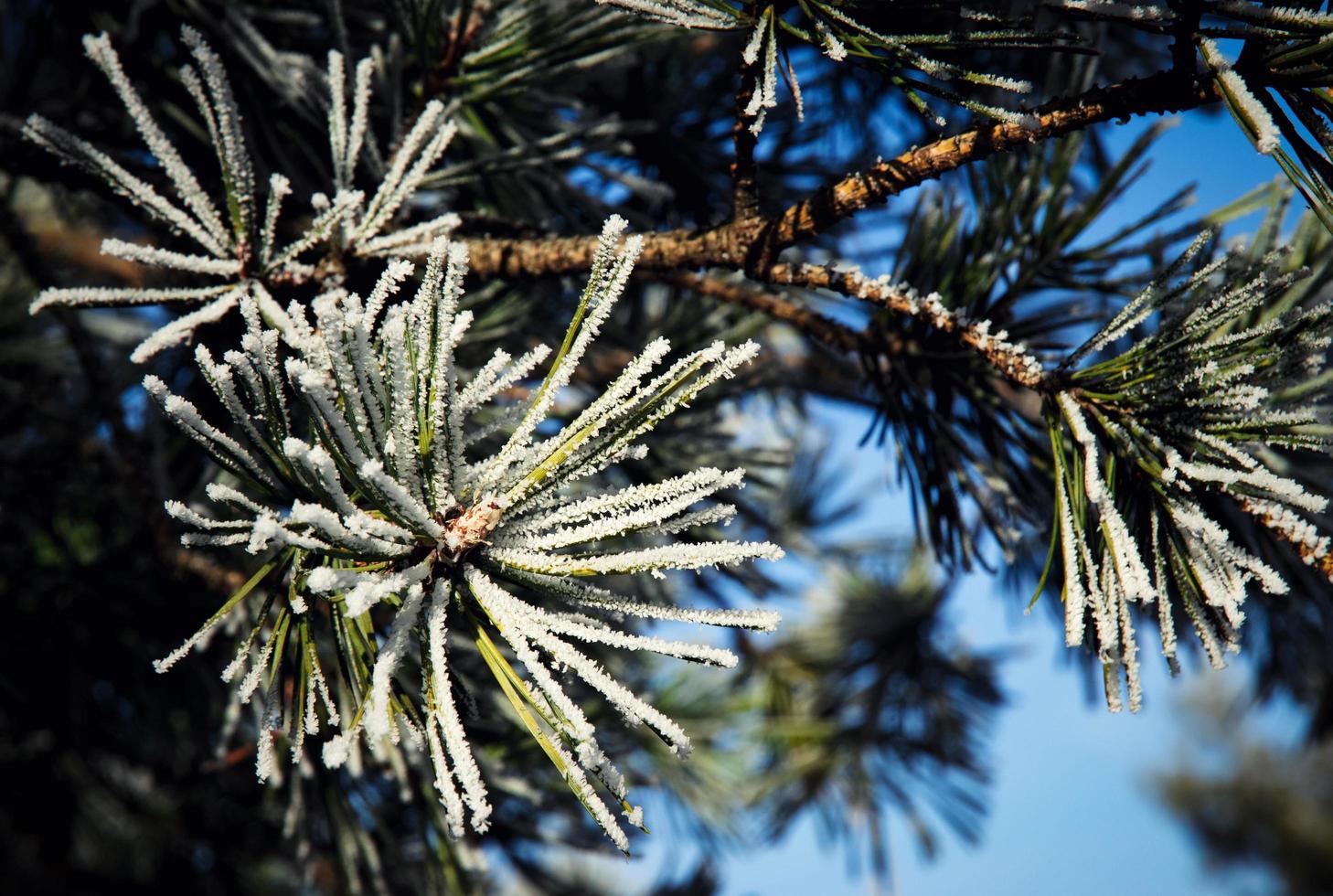 Pine with frost on it photo