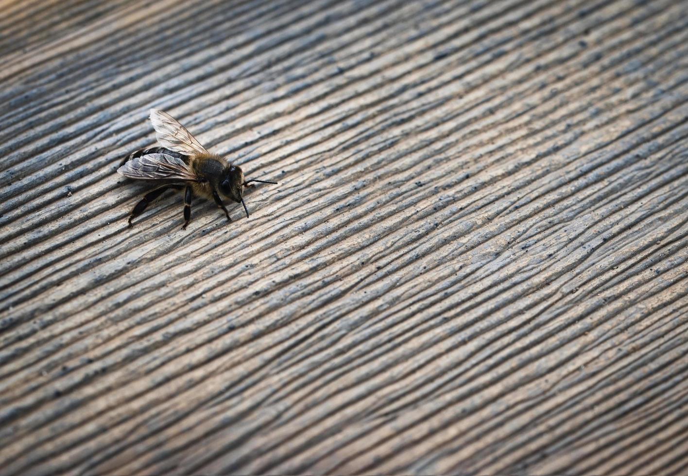 Bee on wood photo
