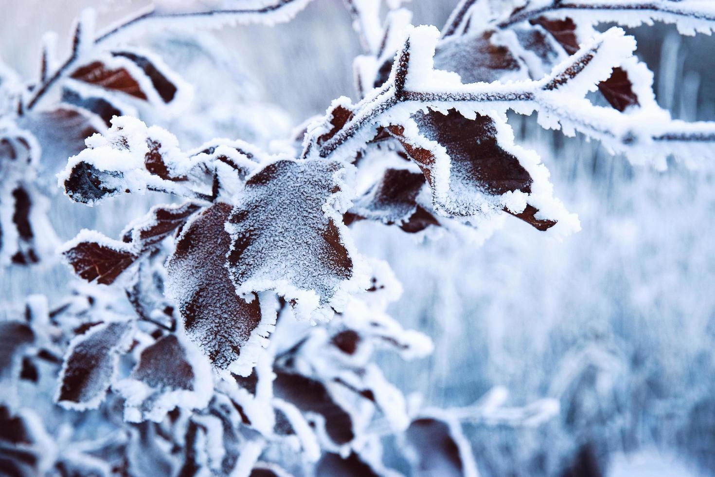 Frozen leaves close-up photo