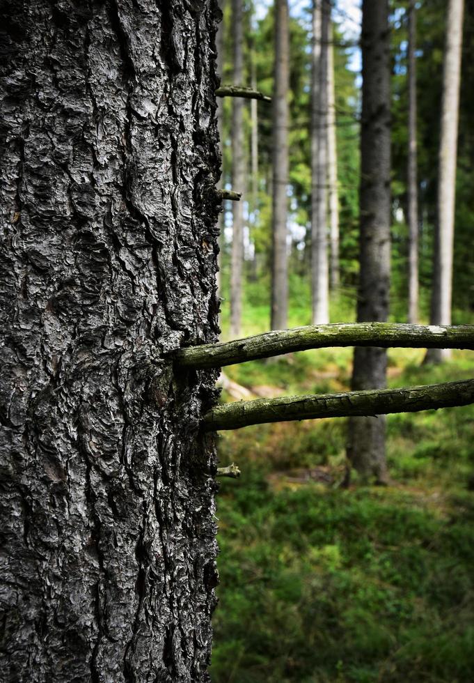 Forest behind the tree photo