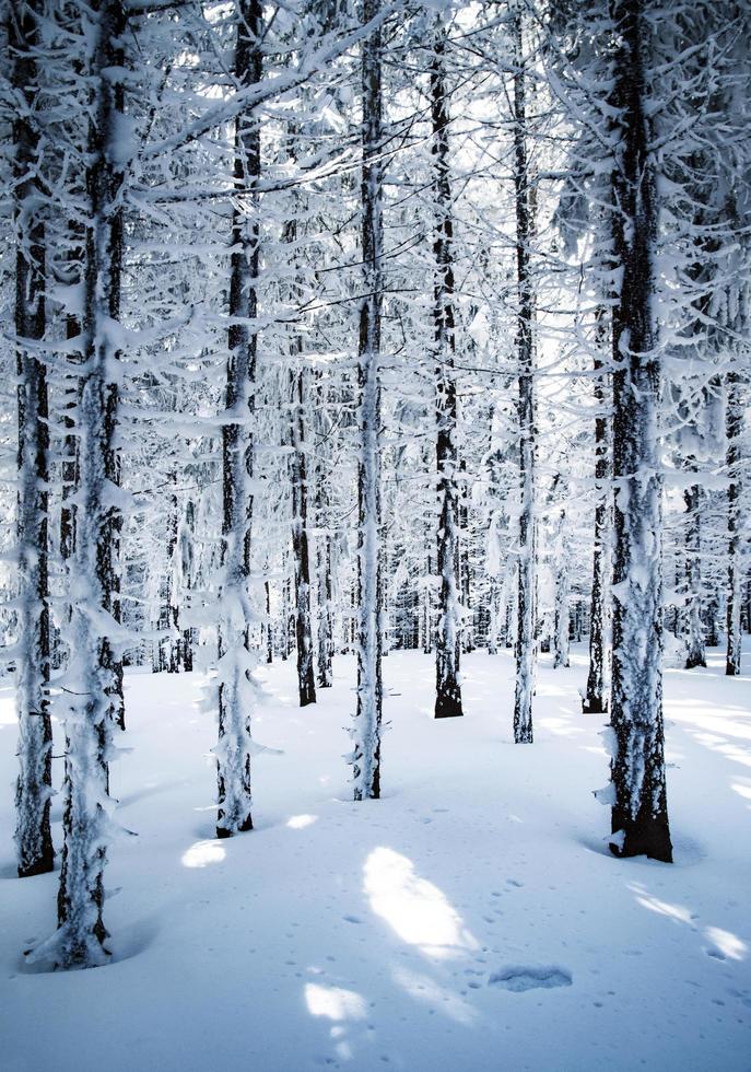 Dense snowy spruce forest photo