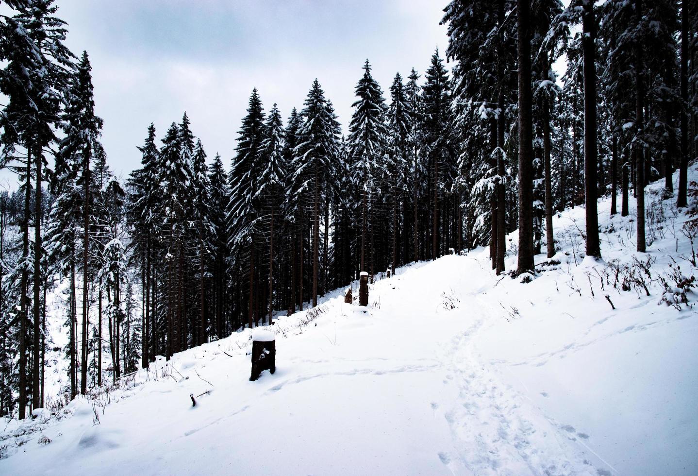 High spruce forest in winter photo