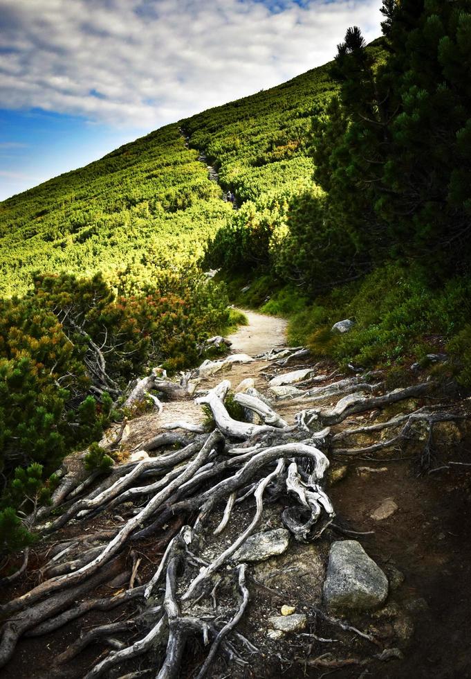 Hiking trail through a pine forest photo