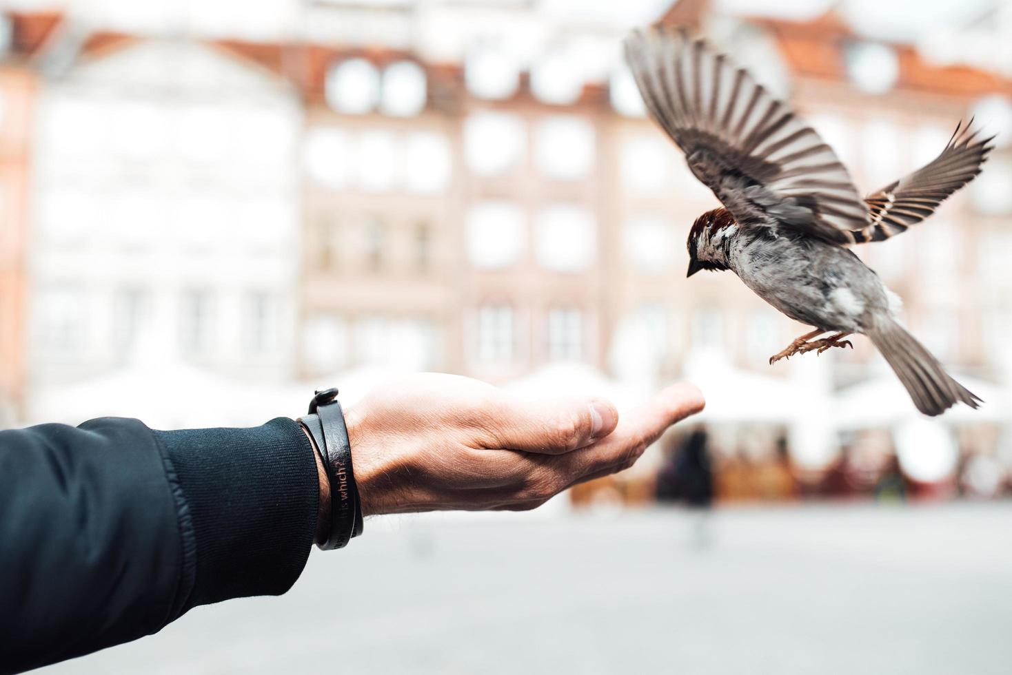 Sparrow eats from hand photo