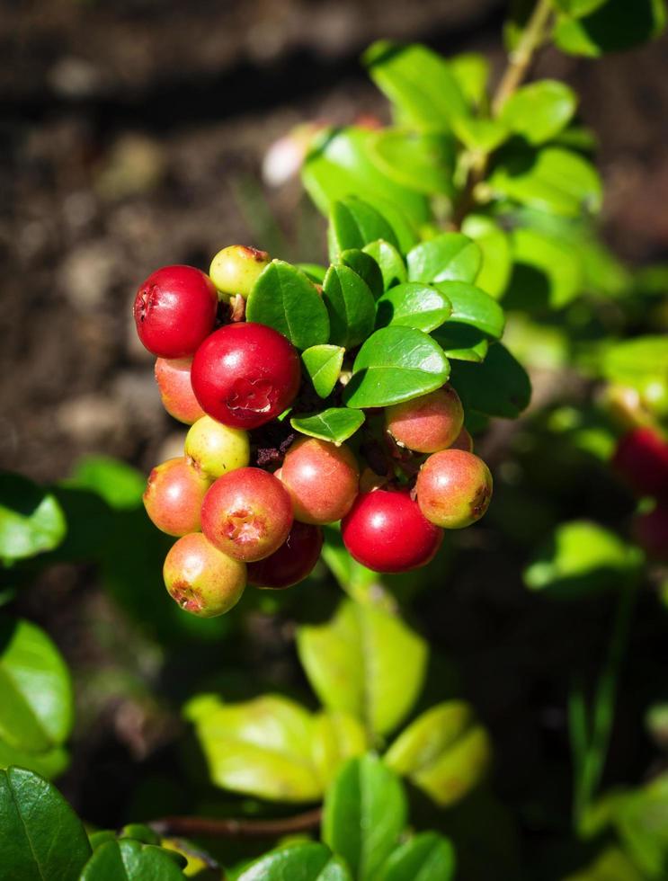 Detail of cranberries photo