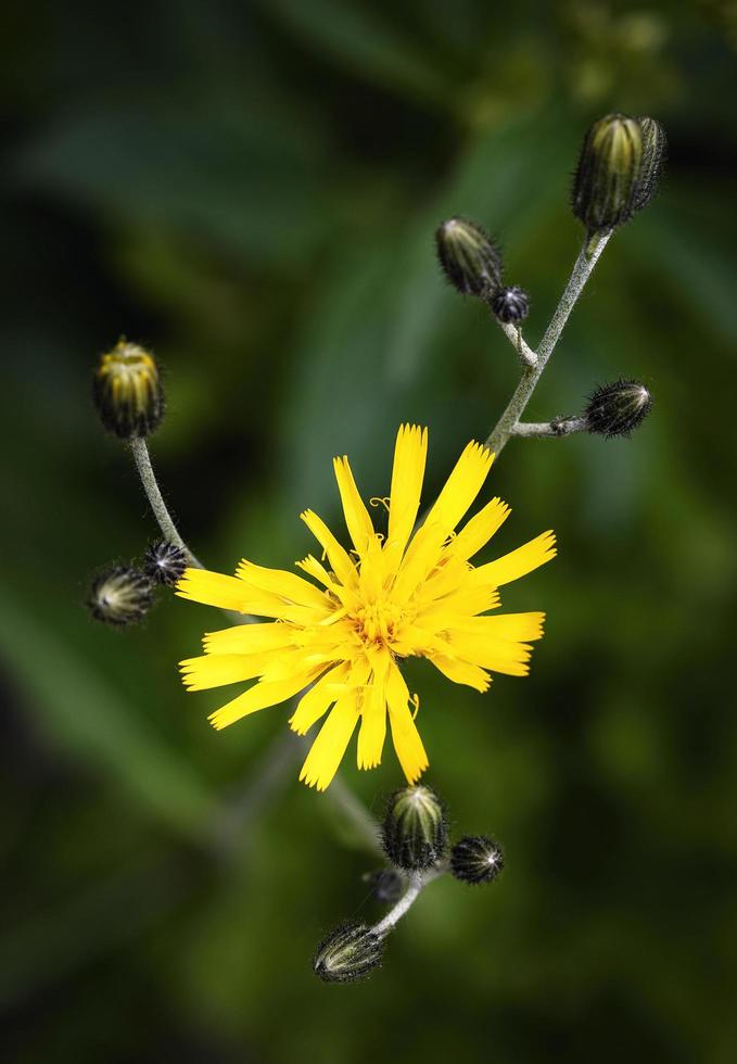 Detail of yellow dandelions photo